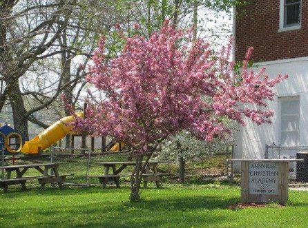 Annville Christian Academy Sign, Tree and Playground